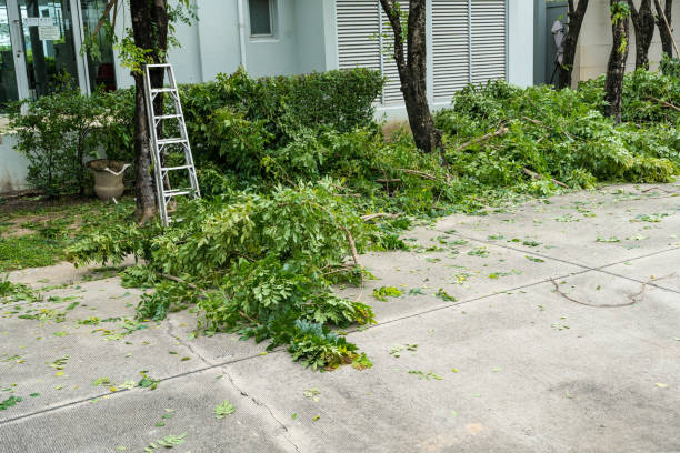 Best Tree Removal Near Me  in Sleepy Hollow, CA